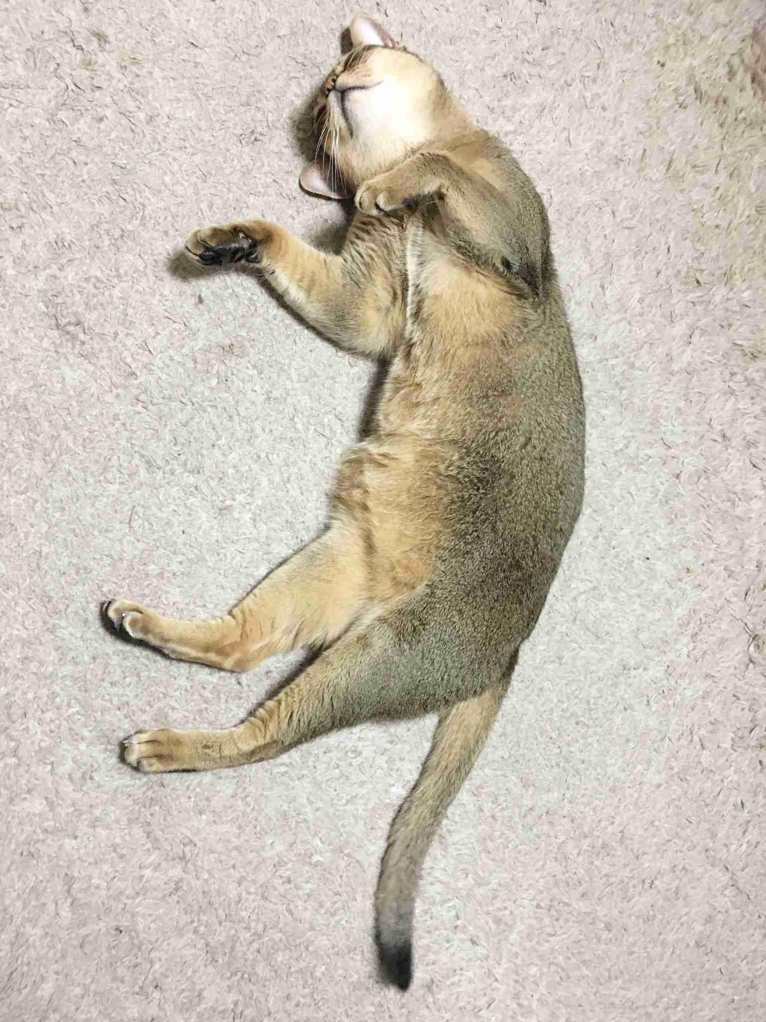 がるちゃん猫カフェ57号店 開店しました♪(初めての方も大歓迎!!)