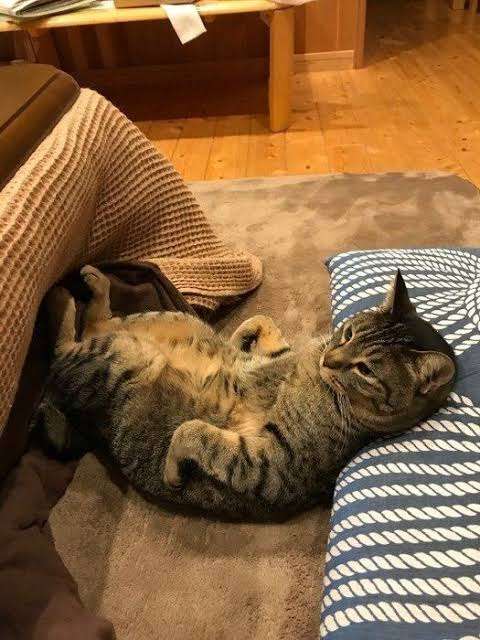 がるちゃん猫カフェ57号店 開店しました♪(初めての方も大歓迎!!)