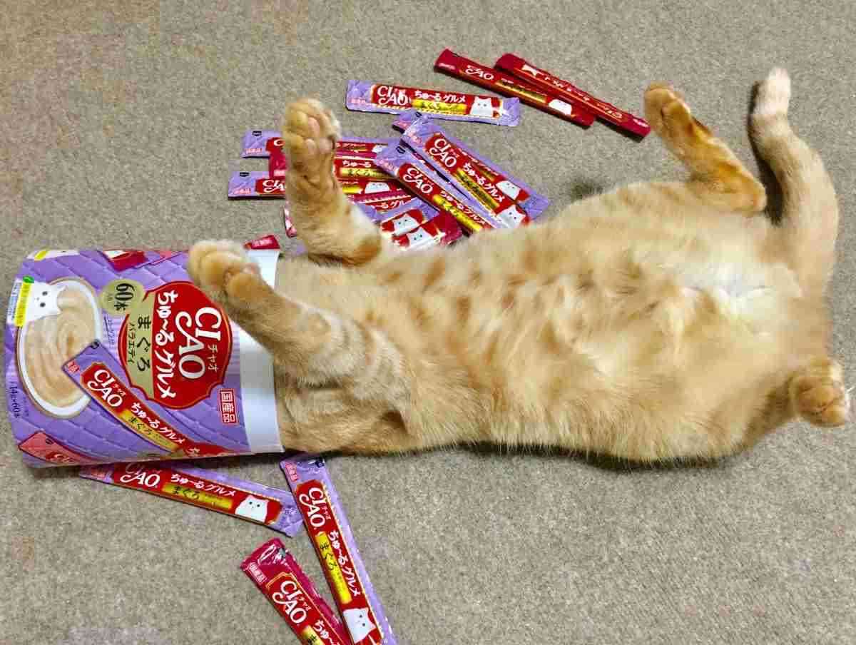 がるちゃん猫カフェ57号店 開店しました♪(初めての方も大歓迎!!)