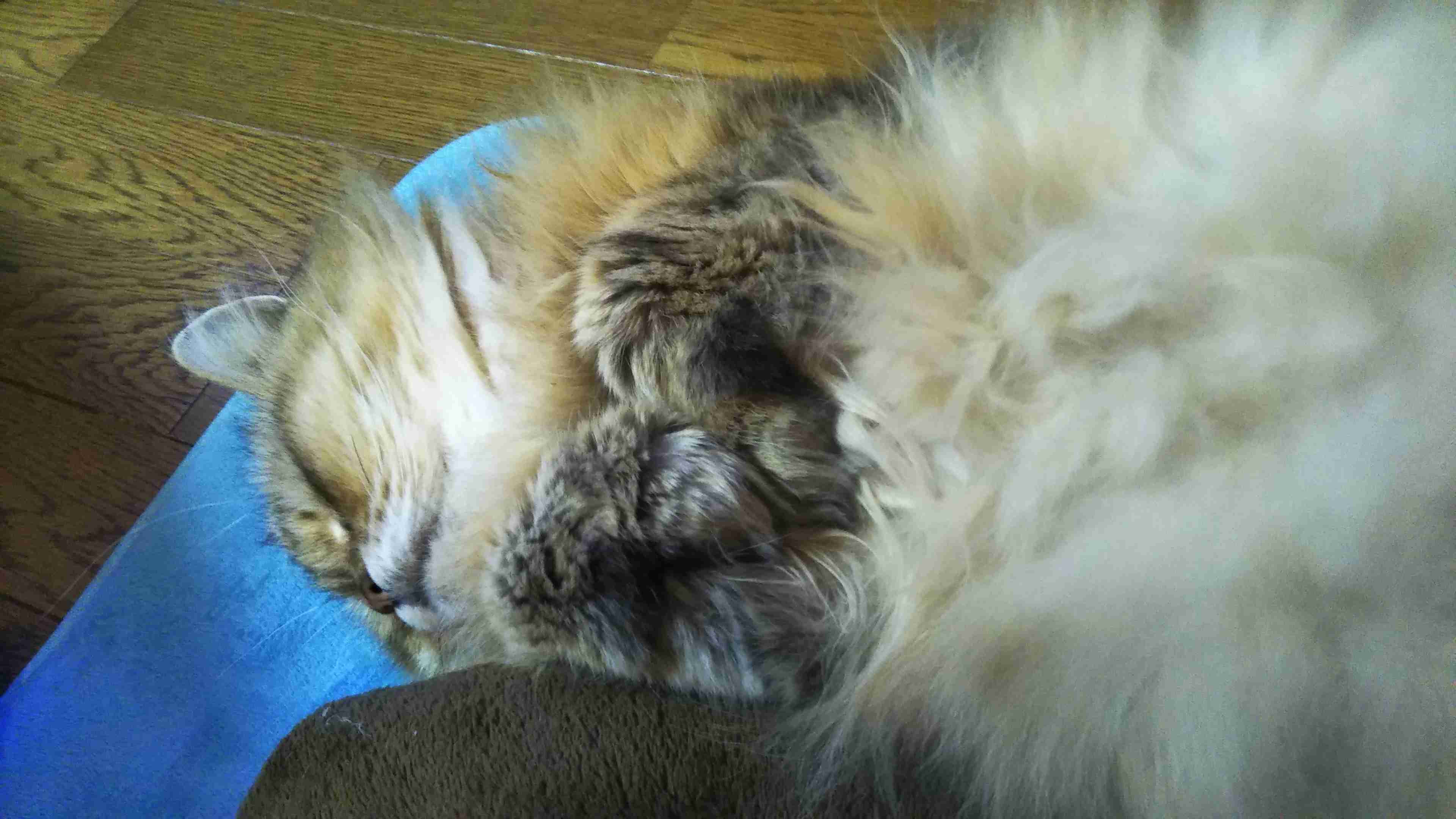 がるちゃん猫カフェ57号店 開店しました♪(初めての方も大歓迎!!)