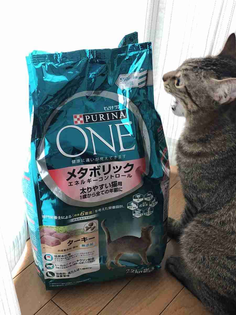 がるちゃん猫カフェ57号店 開店しました♪(初めての方も大歓迎!!)