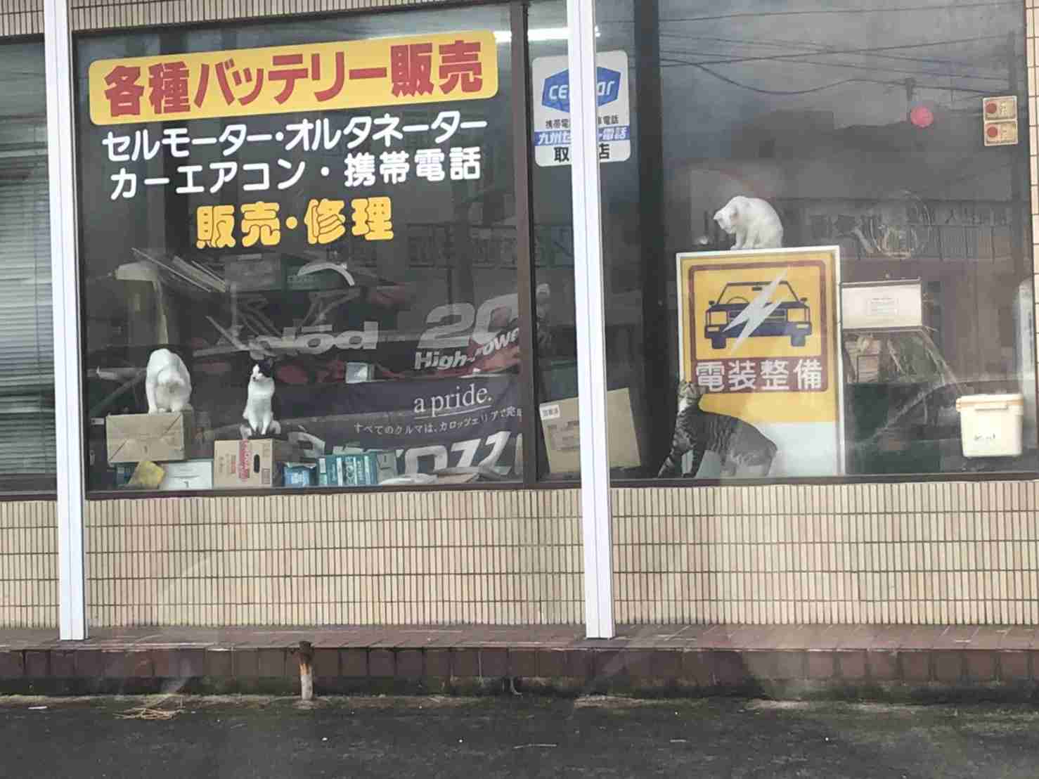 がるちゃん猫カフェ57号店 開店しました♪(初めての方も大歓迎!!)