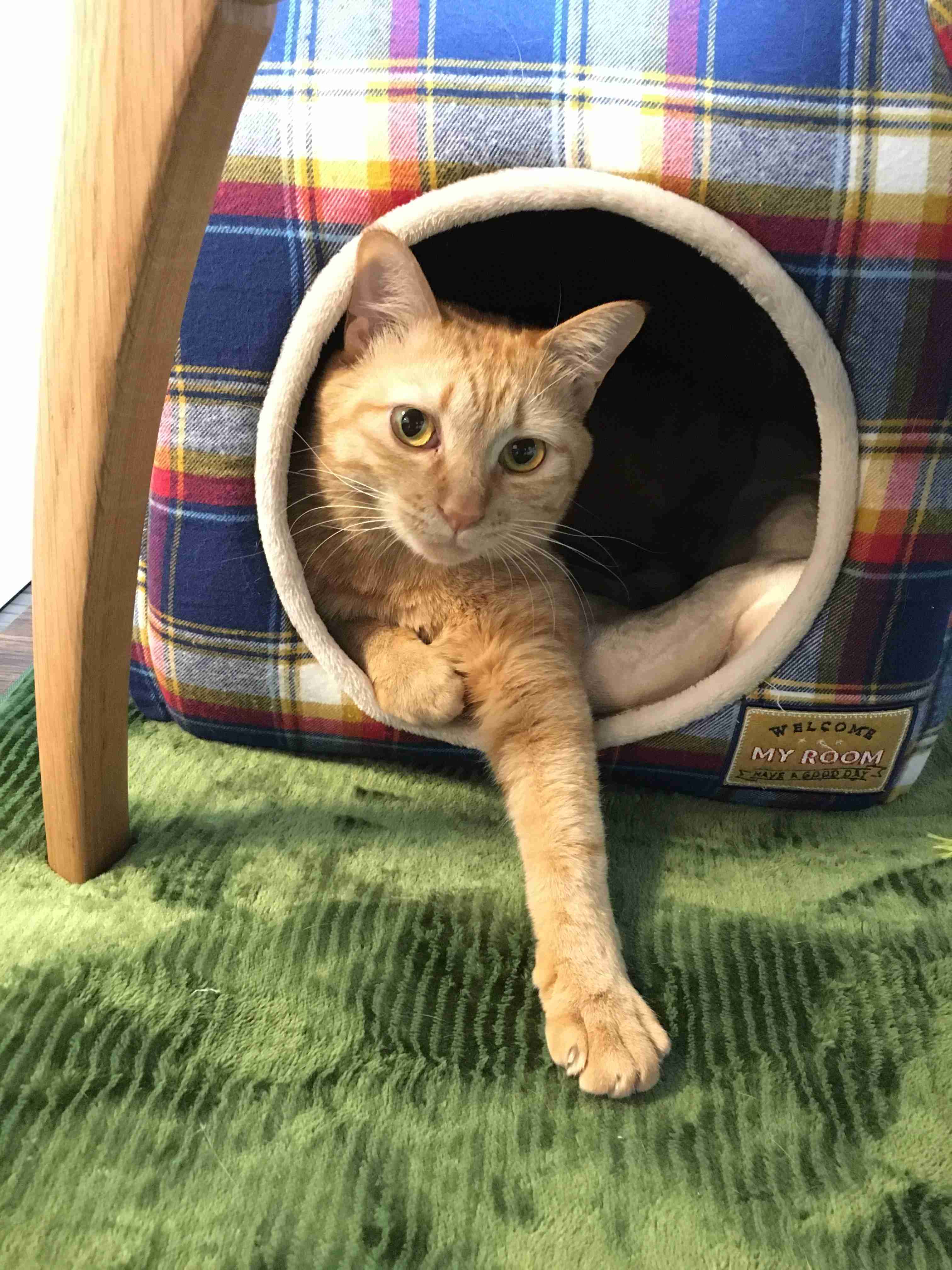がるちゃん猫カフェ57号店 開店しました♪(初めての方も大歓迎!!)