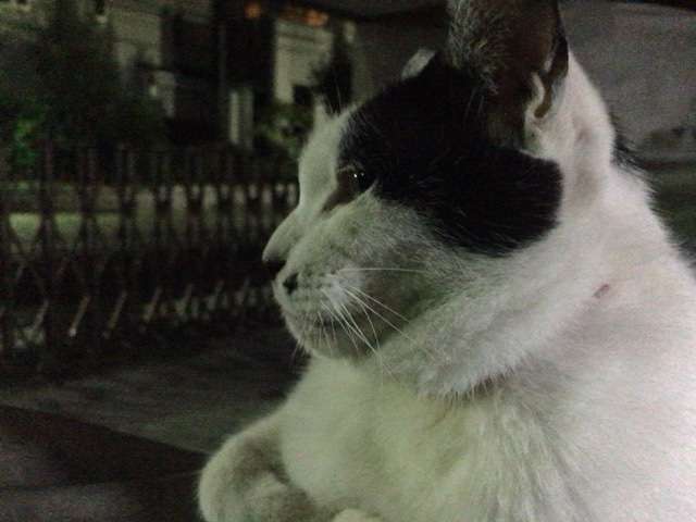 がるちゃん猫カフェ57号店 開店しました♪(初めての方も大歓迎!!)