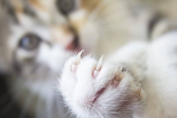 がるちゃん猫カフェ57号店 開店しました♪(初めての方も大歓迎!!)