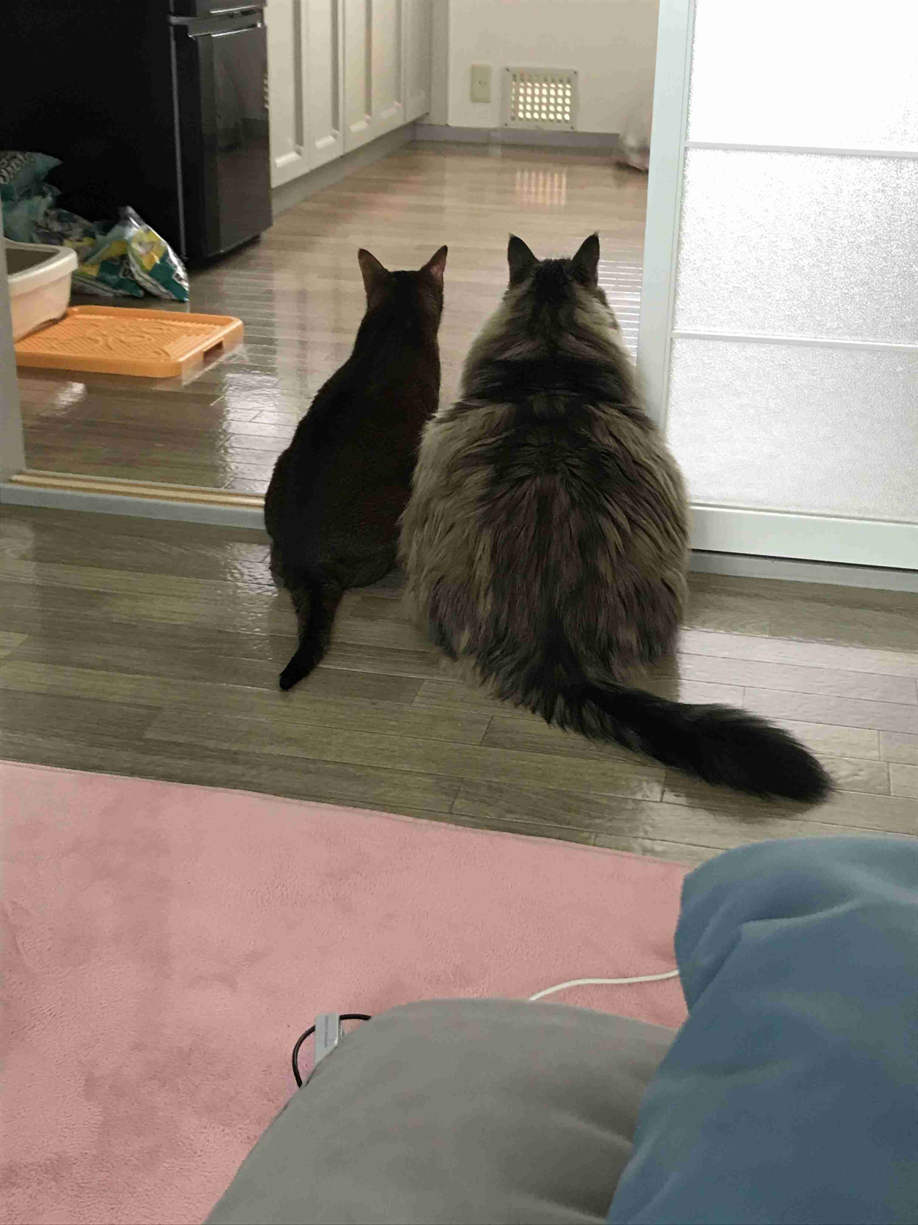 がるちゃん猫カフェ57号店 開店しました♪(初めての方も大歓迎!!)
