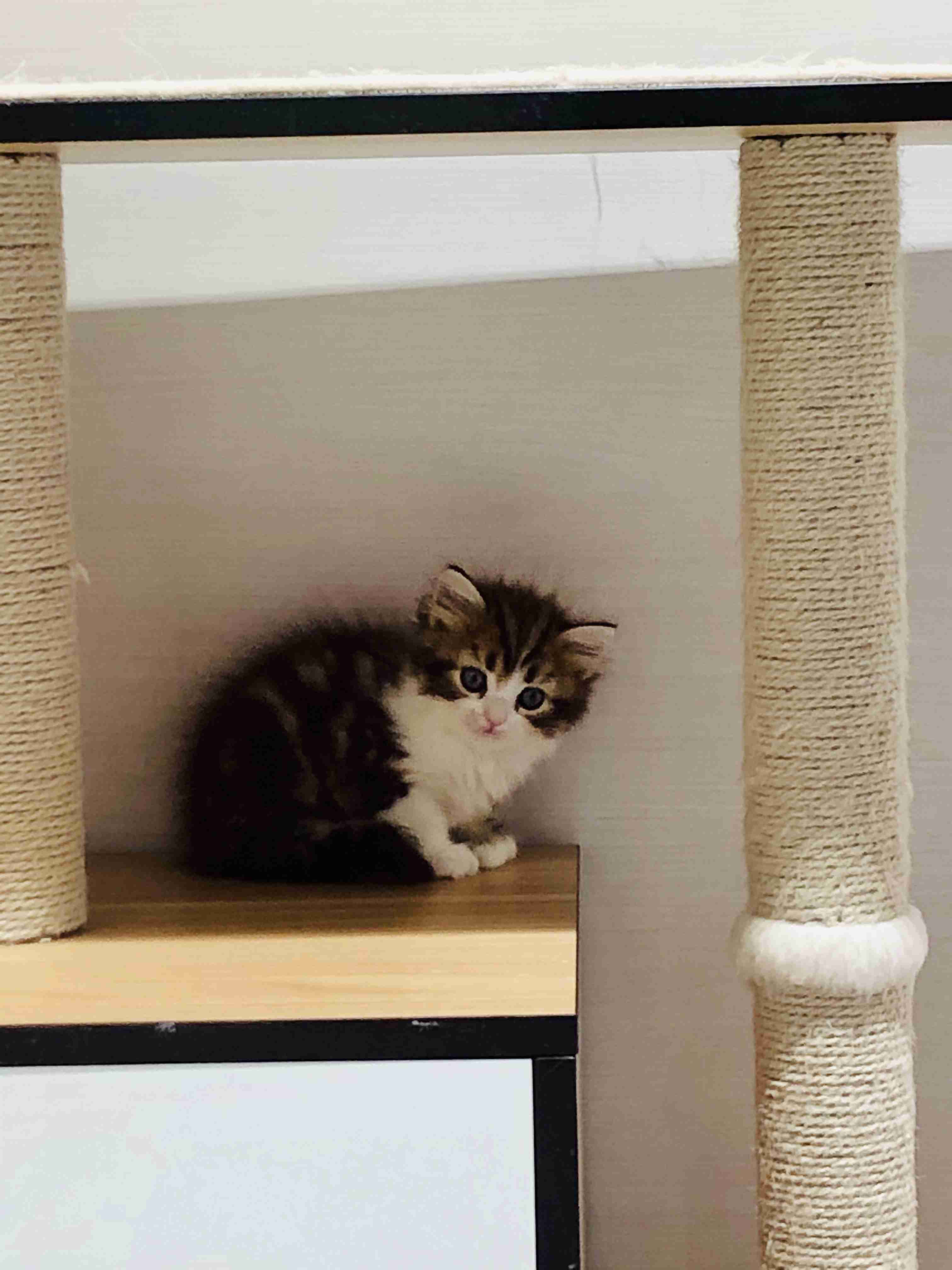 がるちゃん猫カフェ57号店 開店しました♪(初めての方も大歓迎!!)