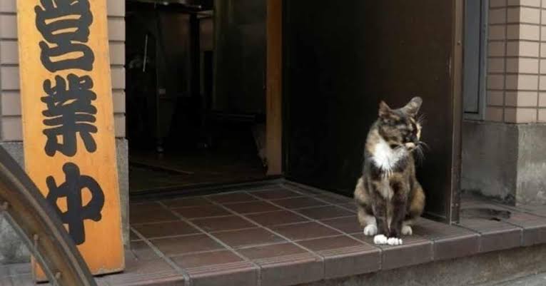 がるちゃん猫カフェ57号店 開店しました♪(初めての方も大歓迎!!)