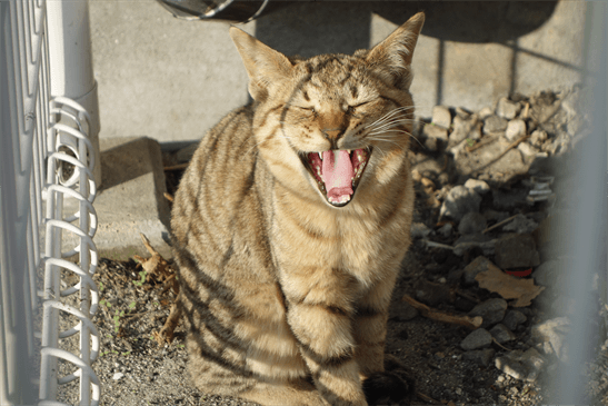 がるちゃん猫カフェ57号店 開店しました♪(初めての方も大歓迎!!)