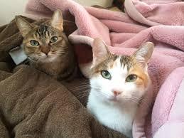がるちゃん猫カフェ57号店 開店しました♪(初めての方も大歓迎!!)