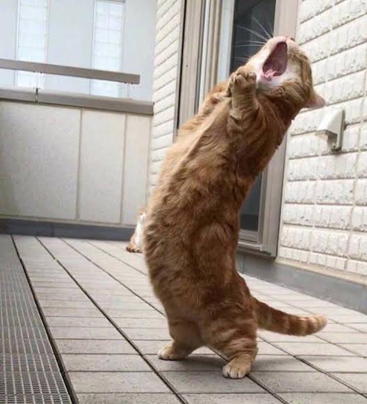 がるちゃん猫カフェ57号店 開店しました♪(初めての方も大歓迎!!)