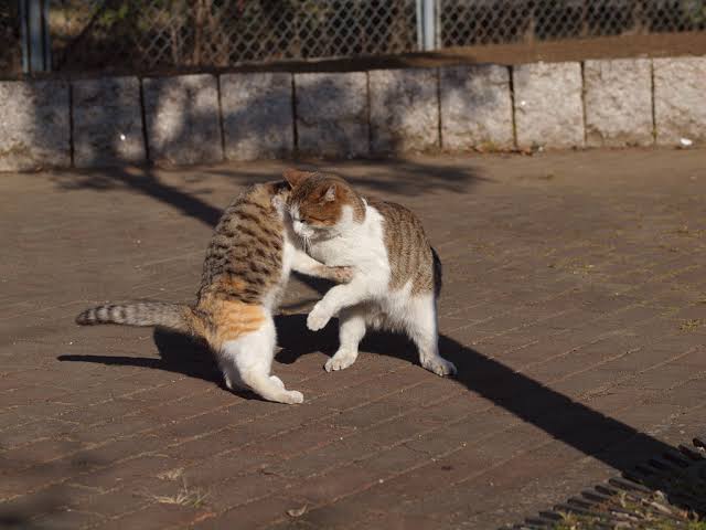 がるちゃん猫カフェ57号店 開店しました♪(初めての方も大歓迎!!)