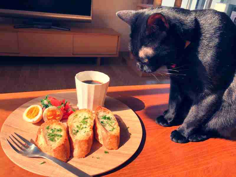 がるちゃん猫カフェ57号店 開店しました♪(初めての方も大歓迎!!)