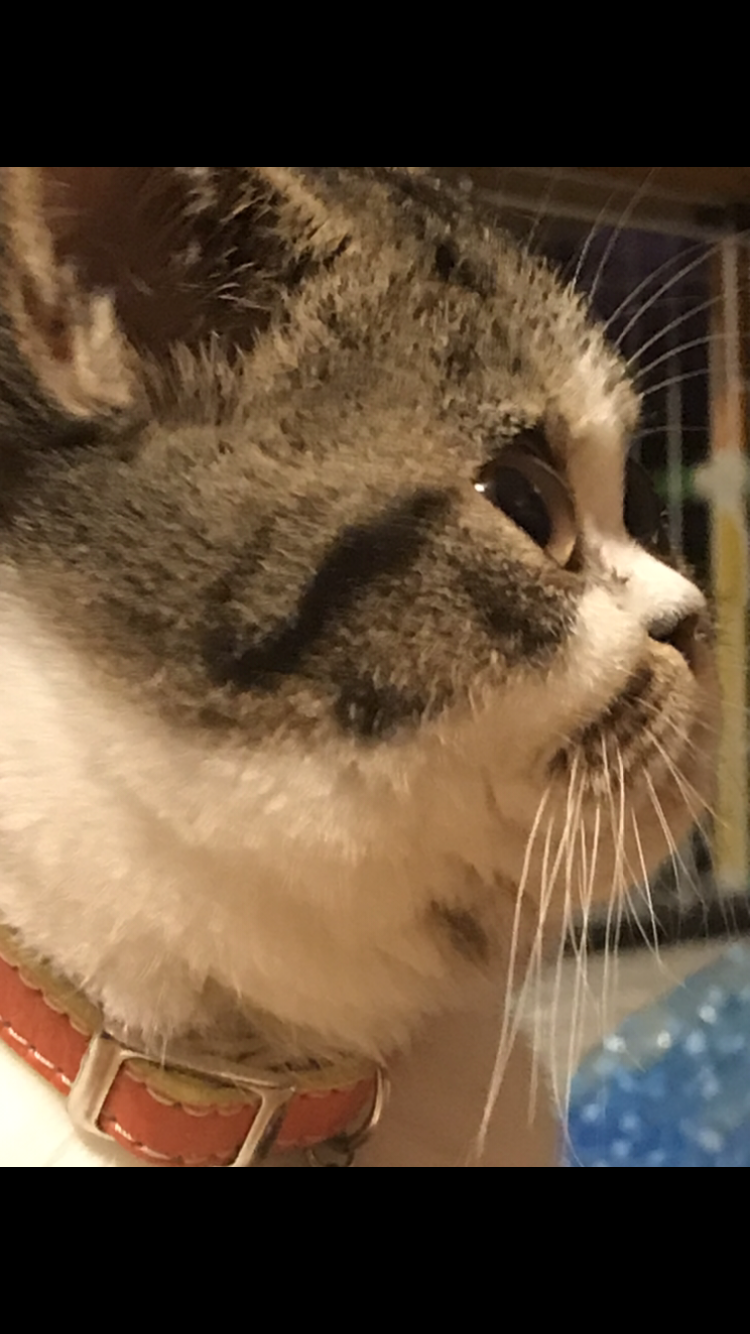 がるちゃん猫カフェ57号店 開店しました♪(初めての方も大歓迎!!)