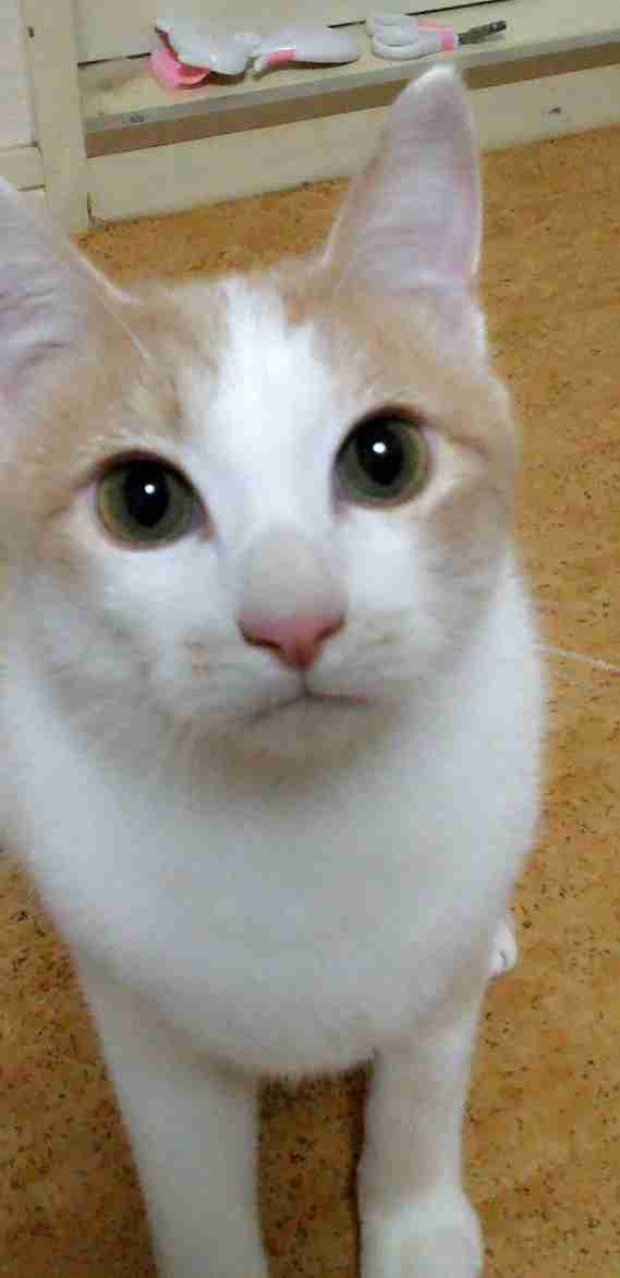 がるちゃん猫カフェ57号店 開店しました♪(初めての方も大歓迎!!)