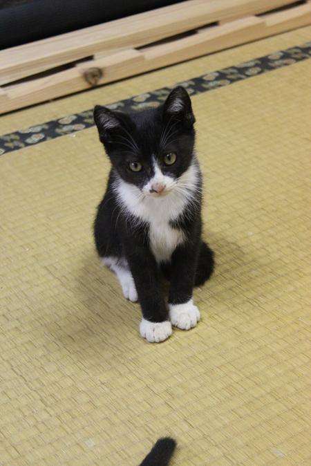 がるちゃん猫カフェ57号店 開店しました♪(初めての方も大歓迎!!)