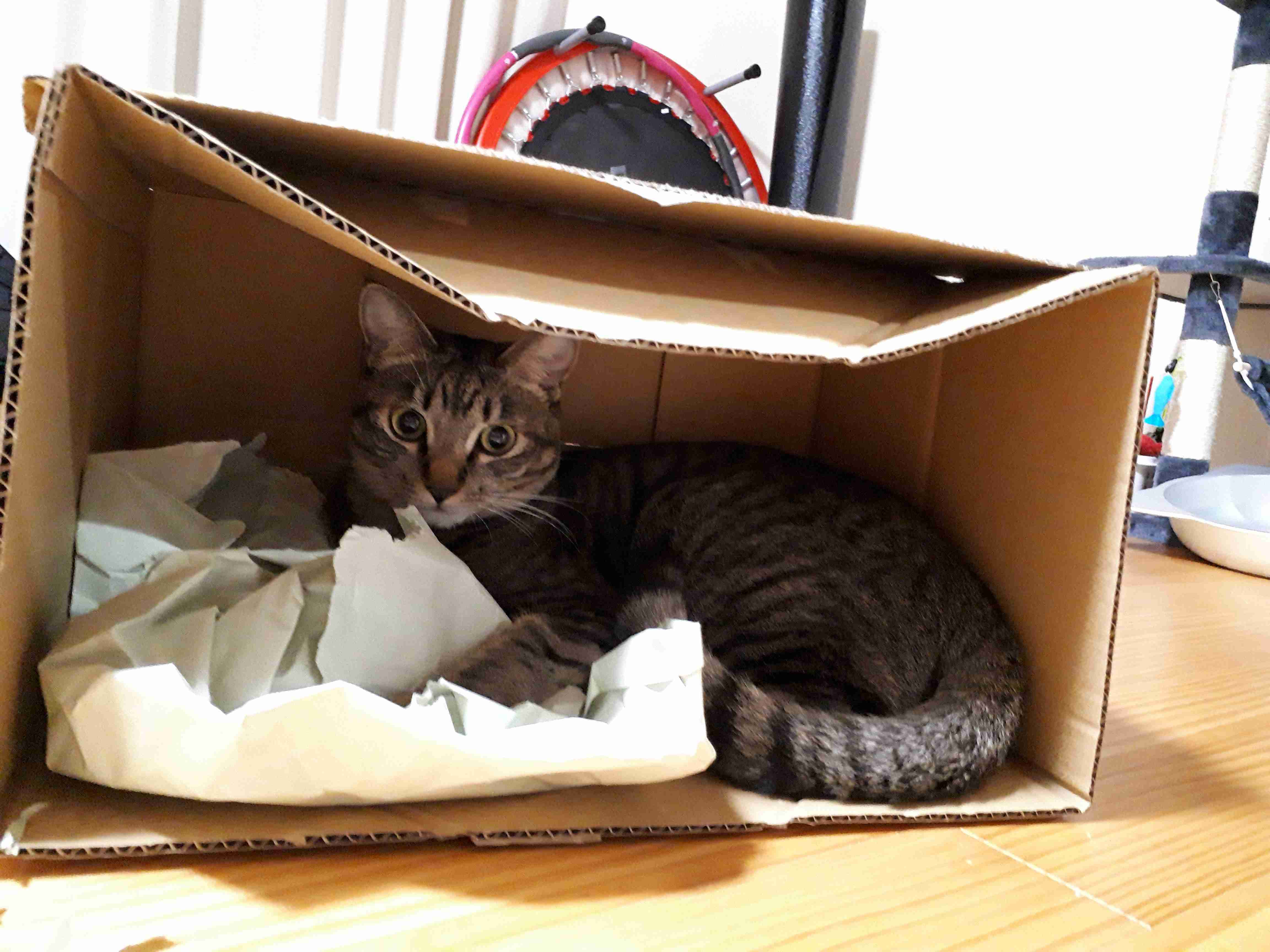 がるちゃん猫カフェ57号店 開店しました♪(初めての方も大歓迎!!)