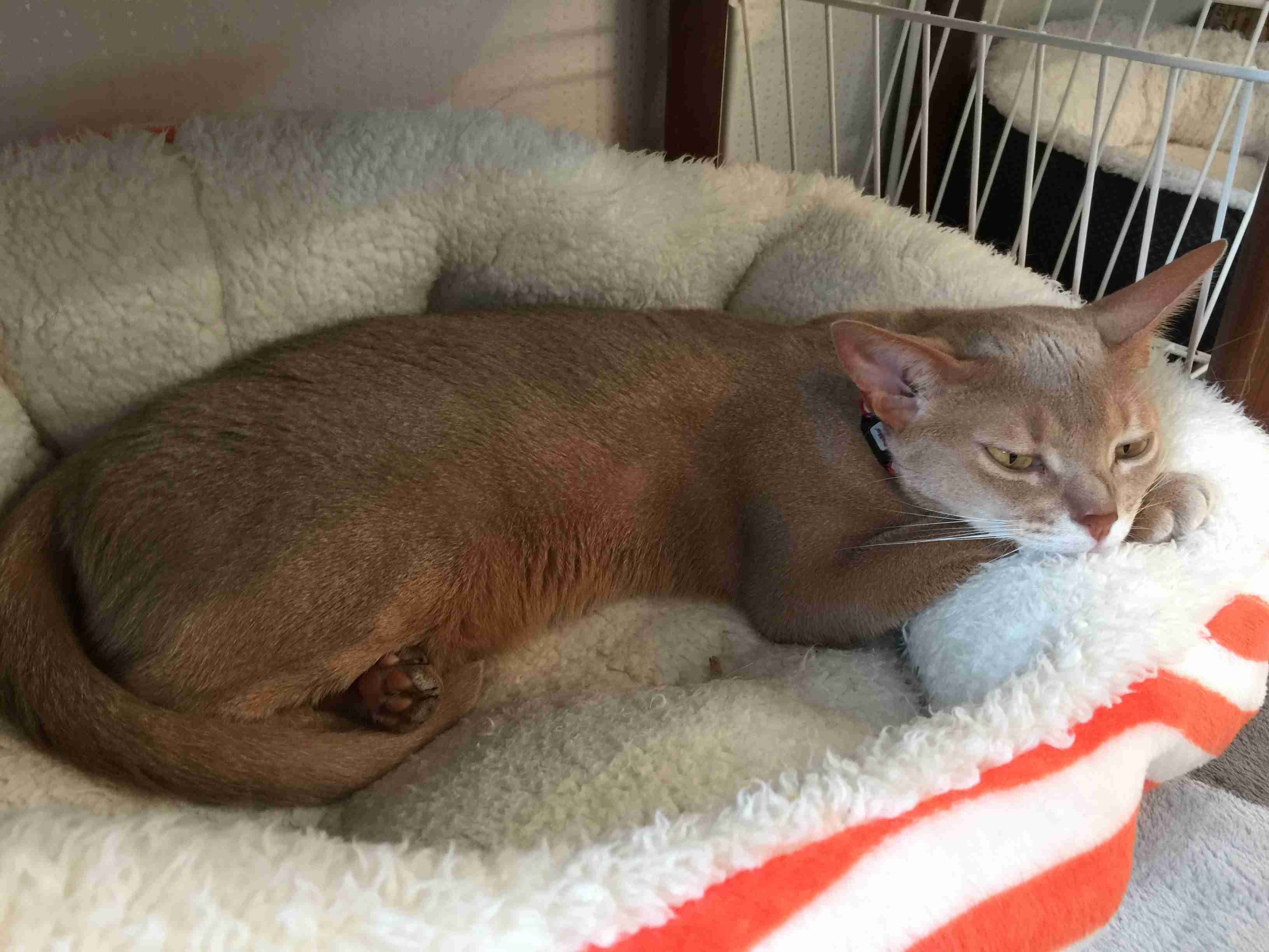がるちゃん猫カフェ57号店 開店しました♪(初めての方も大歓迎!!)