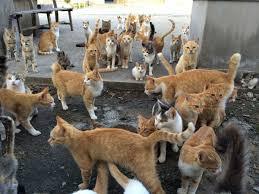 がるちゃん猫カフェ57号店 開店しました♪(初めての方も大歓迎!!)