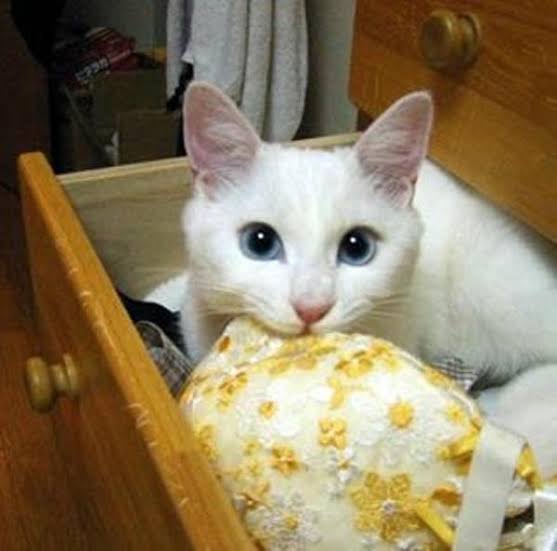 がるちゃん猫カフェ57号店 開店しました♪(初めての方も大歓迎!!)