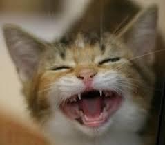 がるちゃん猫カフェ57号店 開店しました♪(初めての方も大歓迎!!)
