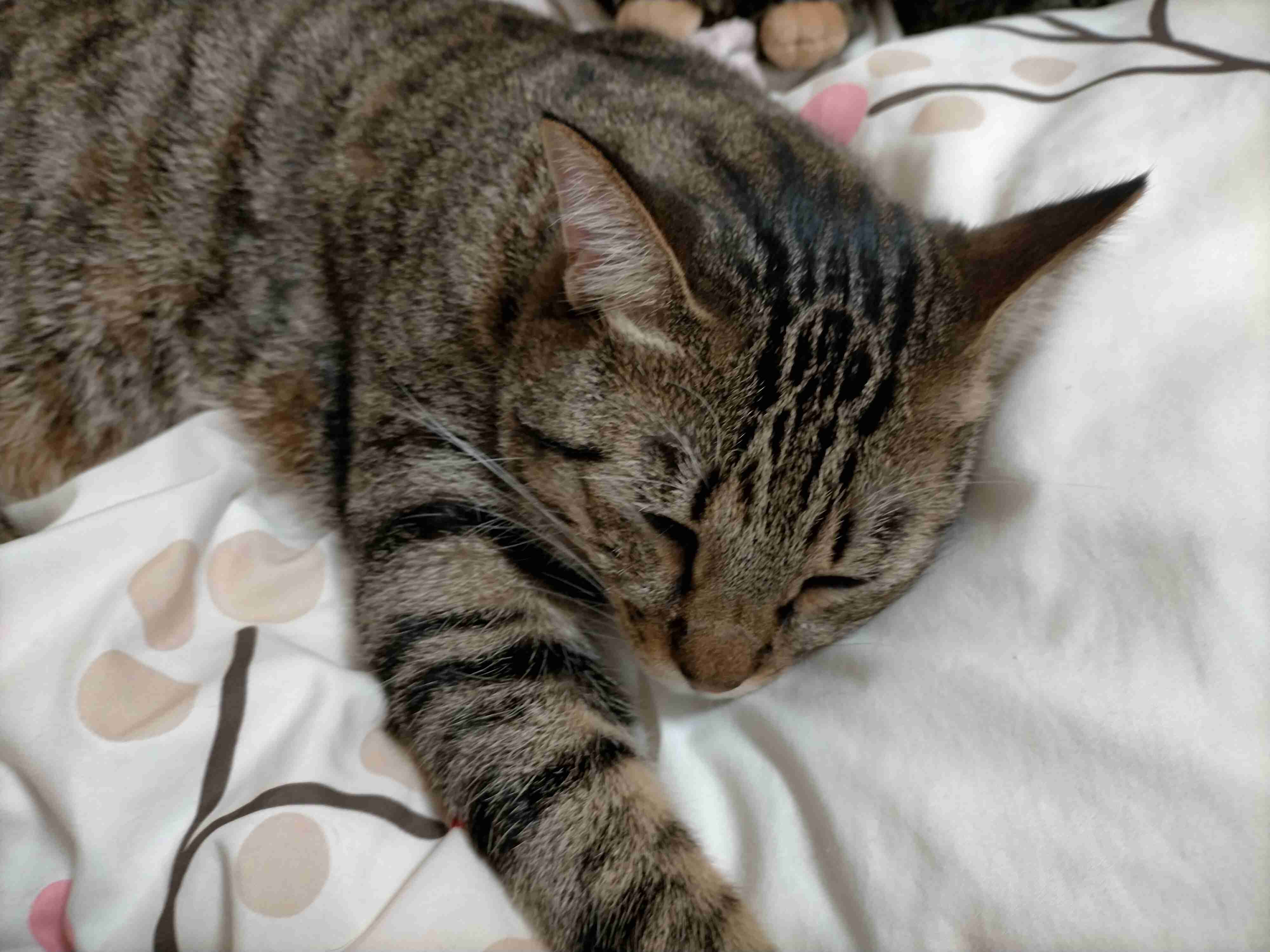 がるちゃん猫カフェ57号店 開店しました♪(初めての方も大歓迎!!)