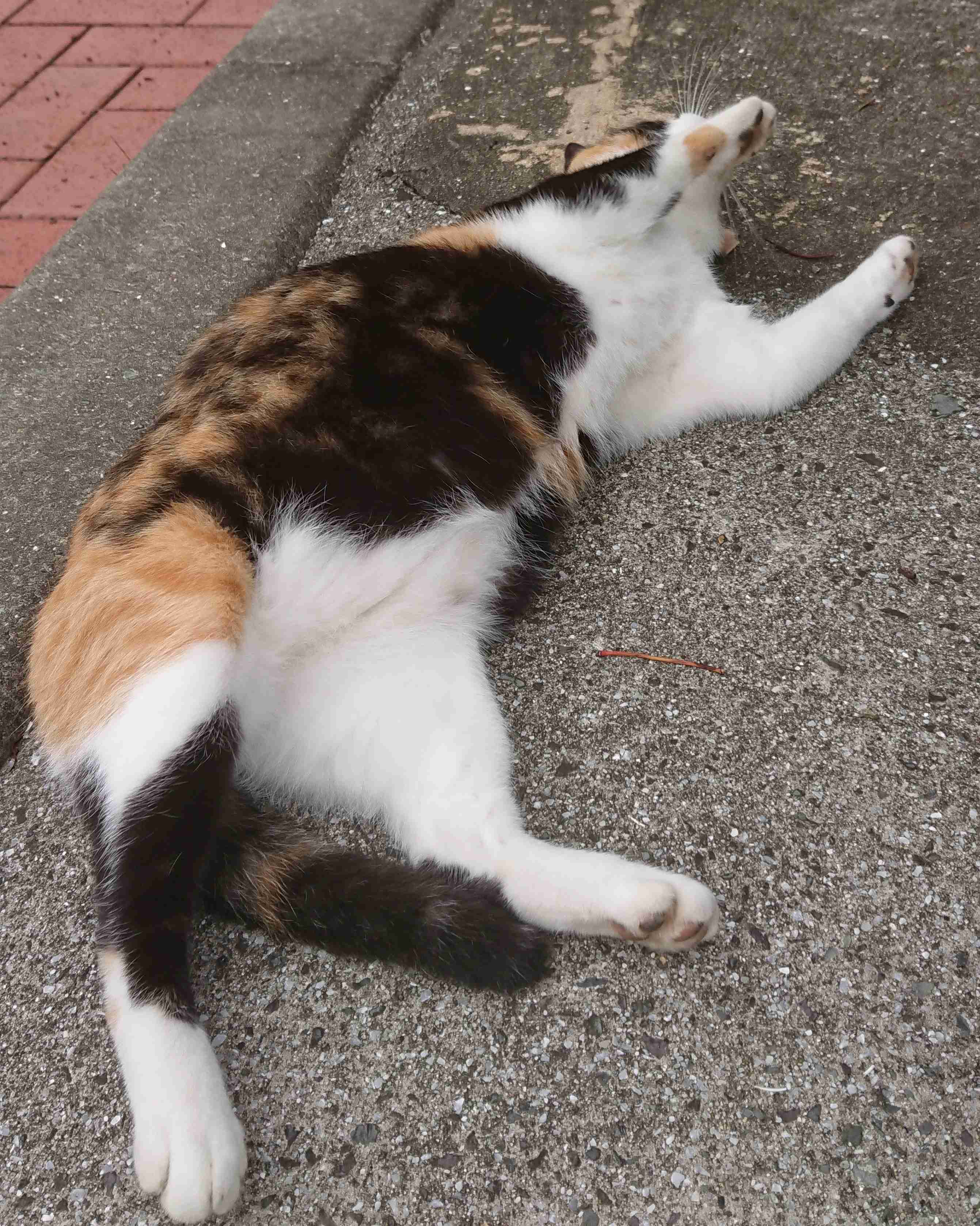 がるちゃん猫カフェ57号店 開店しました♪(初めての方も大歓迎!!)