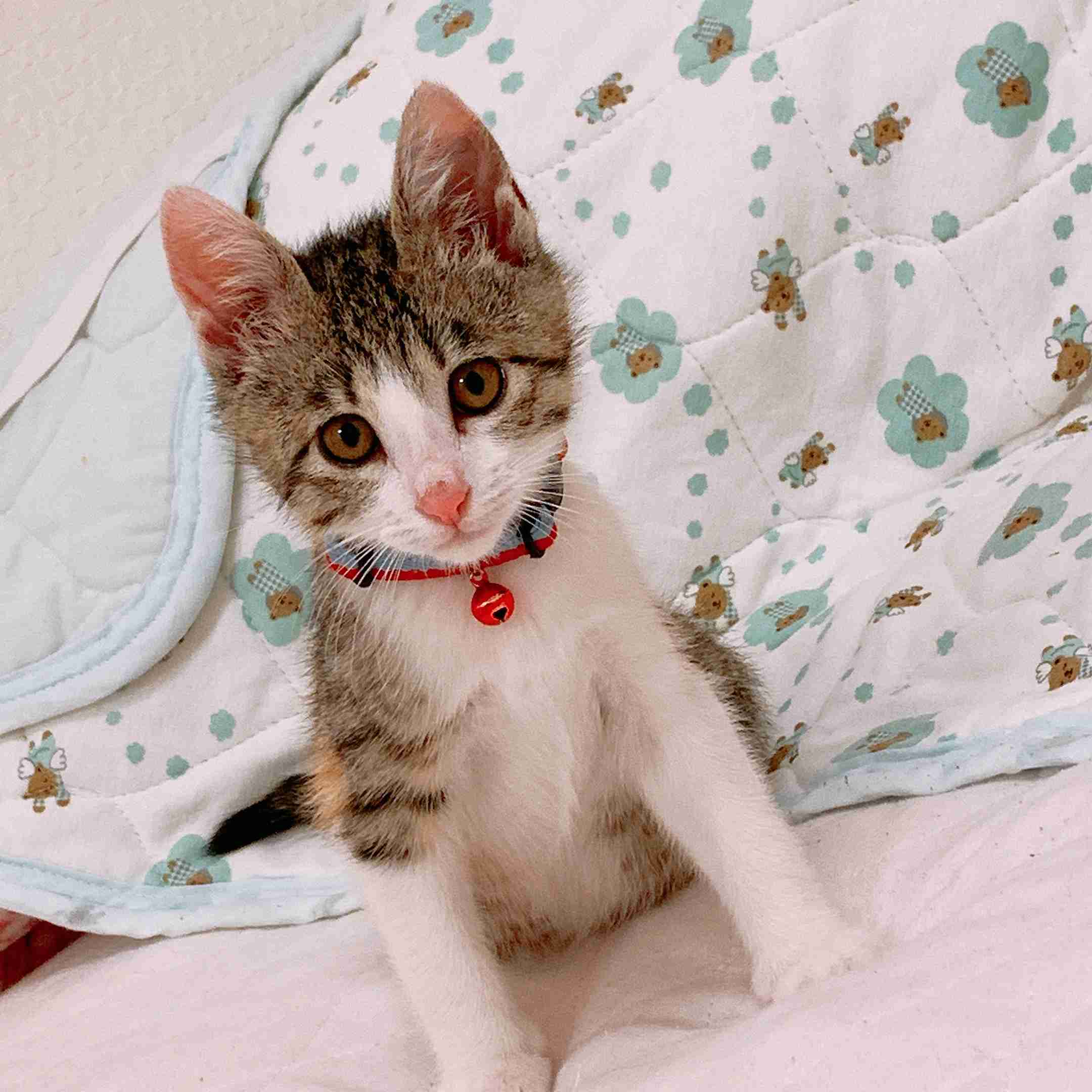 がるちゃん猫カフェ57号店 開店しました♪(初めての方も大歓迎!!)
