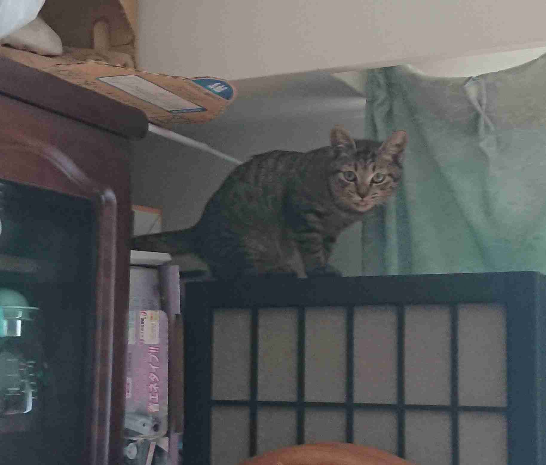 がるちゃん猫カフェ57号店 開店しました♪(初めての方も大歓迎!!)