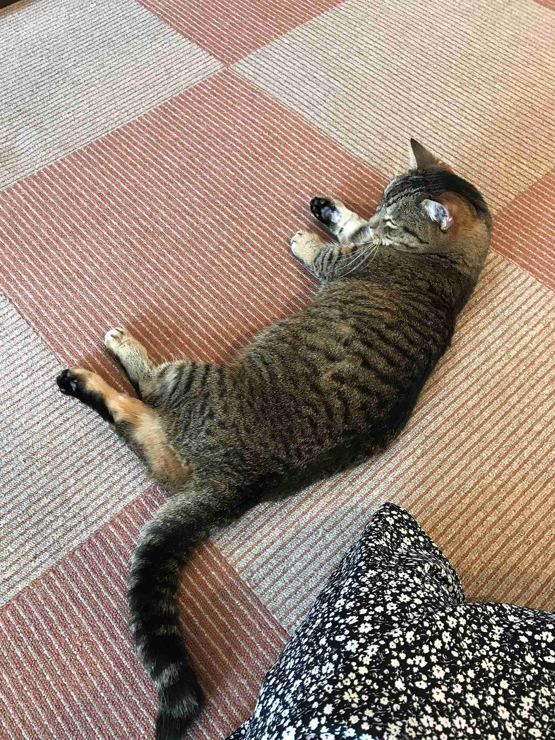 がるちゃん猫カフェ57号店 開店しました♪(初めての方も大歓迎!!)