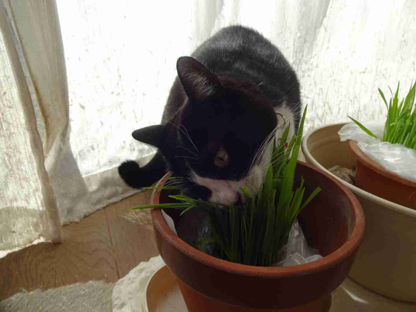 がるちゃん猫カフェ57号店 開店しました♪(初めての方も大歓迎!!)