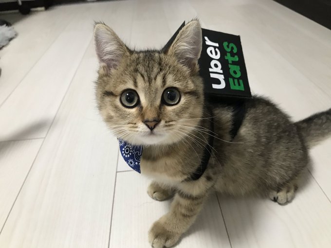 がるちゃん猫カフェ57号店 開店しました♪(初めての方も大歓迎!!)