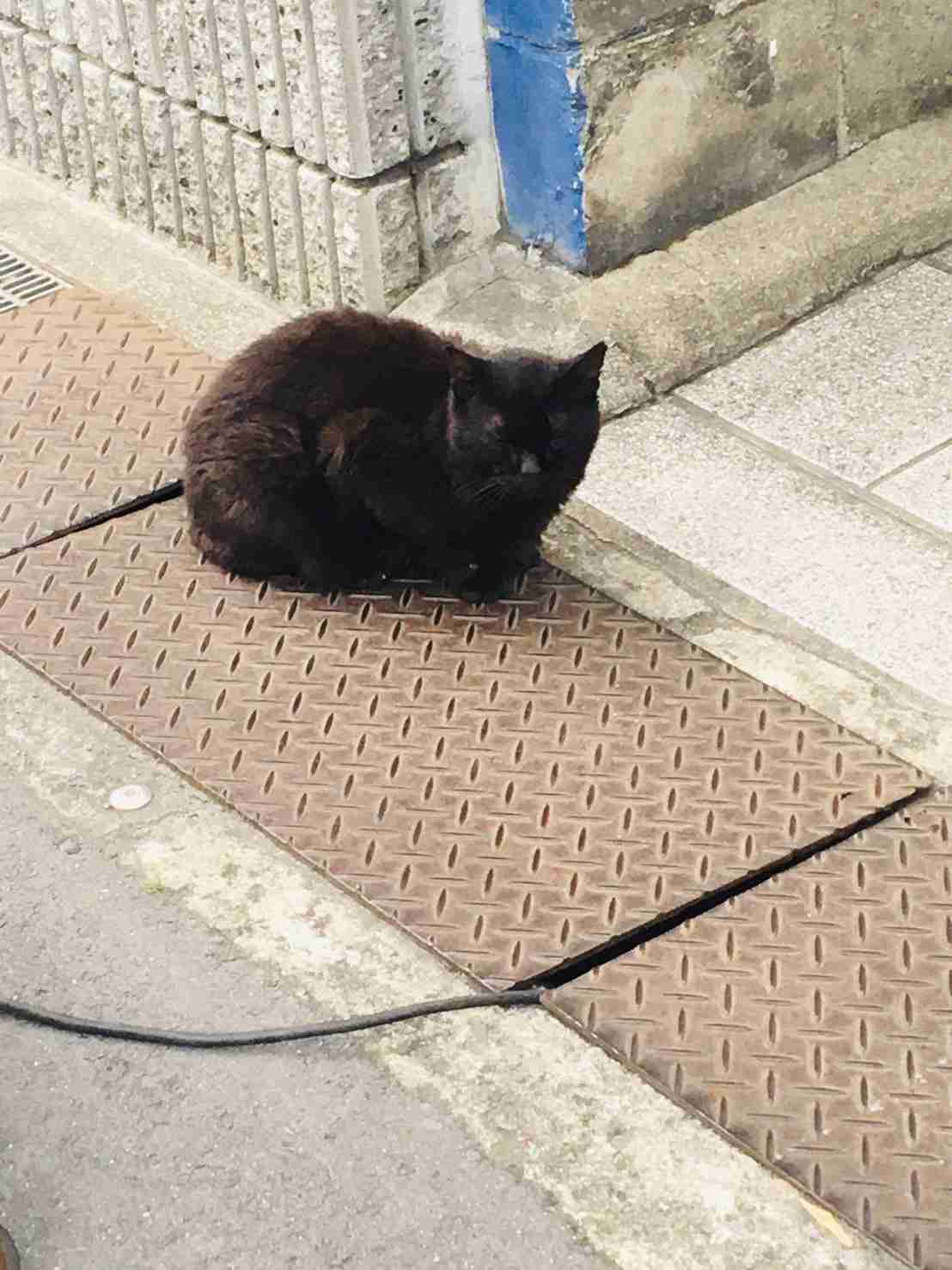 がるちゃん猫カフェ57号店 開店しました♪(初めての方も大歓迎!!)
