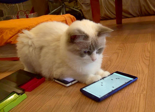 がるちゃん猫カフェ57号店 開店しました♪(初めての方も大歓迎!!)
