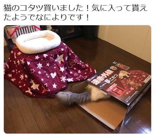 がるちゃん猫カフェ57号店 開店しました♪(初めての方も大歓迎!!)