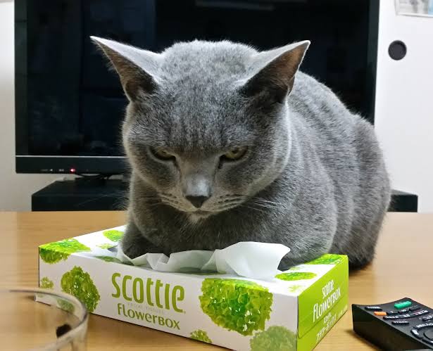 がるちゃん猫カフェ57号店 開店しました♪(初めての方も大歓迎!!)
