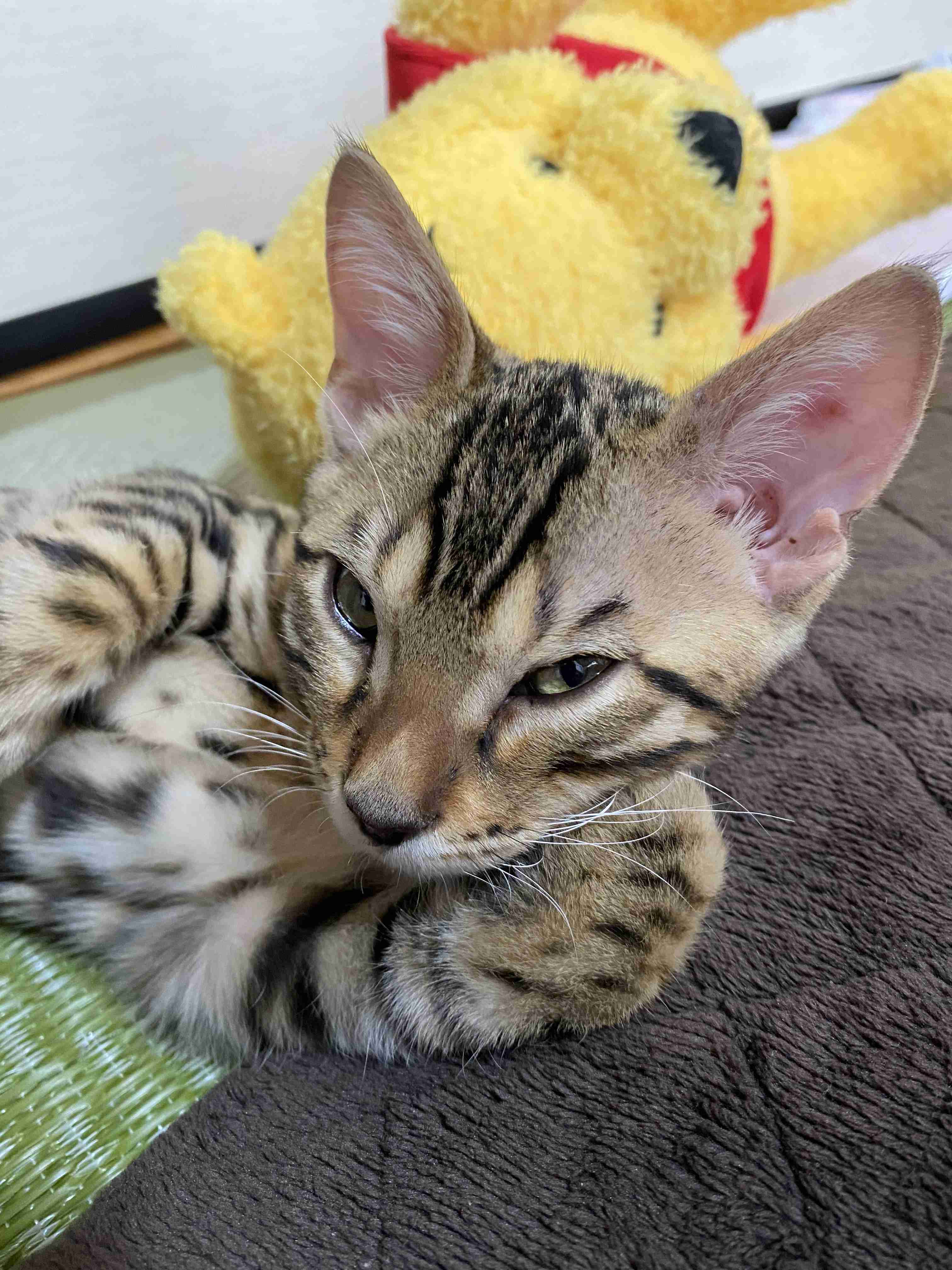 がるちゃん猫カフェ57号店 開店しました♪(初めての方も大歓迎!!)