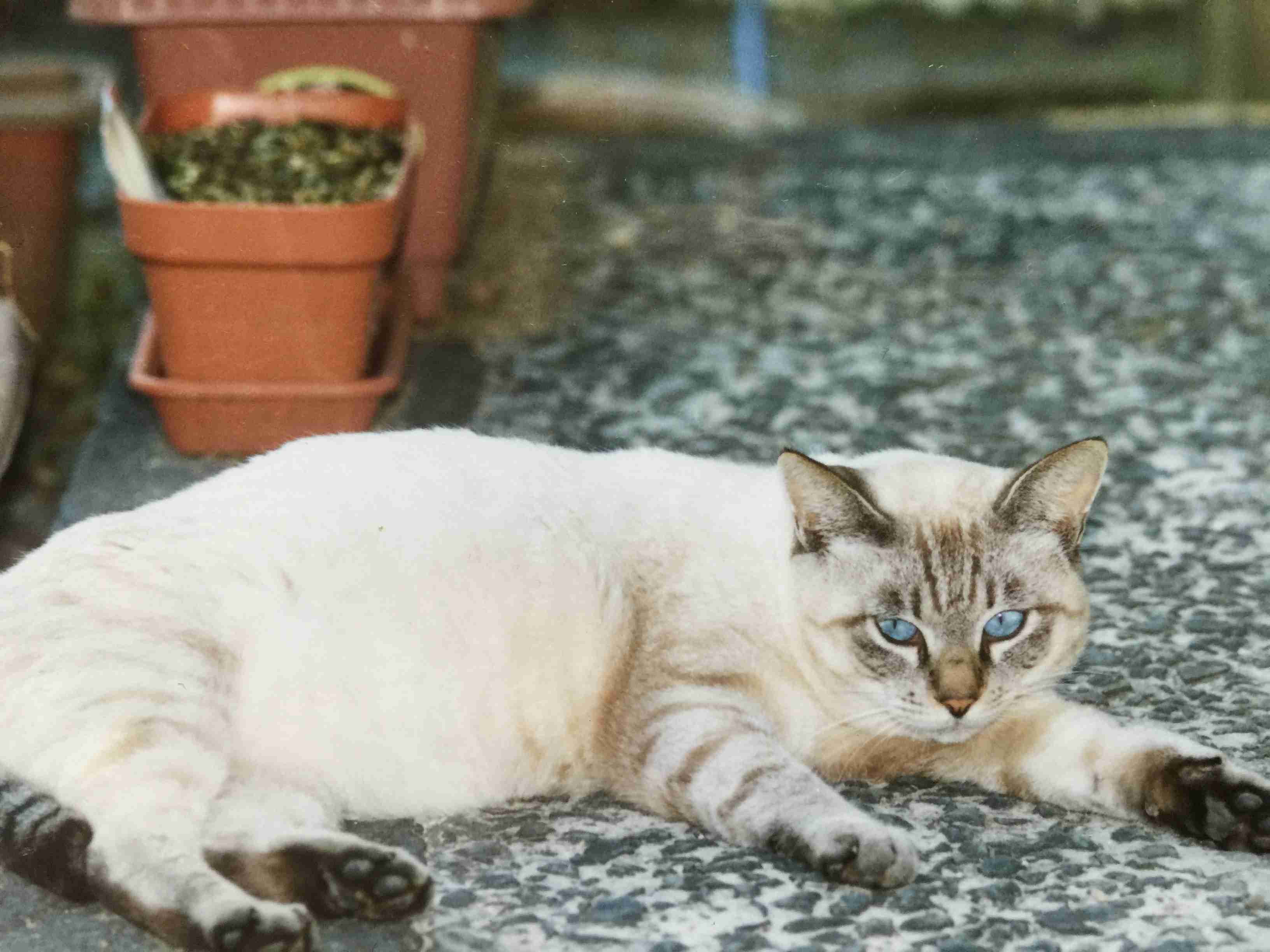がるちゃん猫カフェ57号店 開店しました♪(初めての方も大歓迎!!)