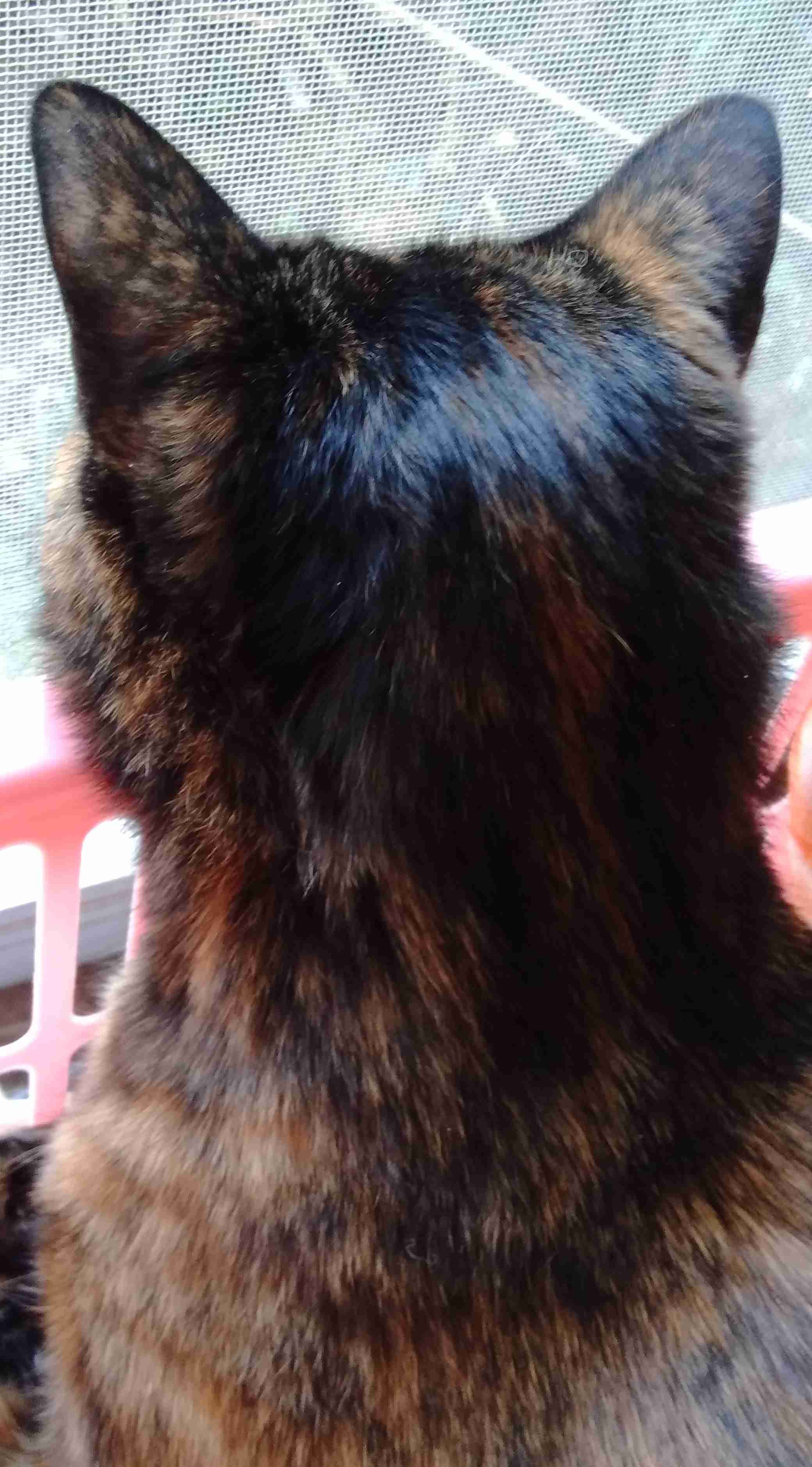 がるちゃん猫カフェ57号店 開店しました♪(初めての方も大歓迎!!)