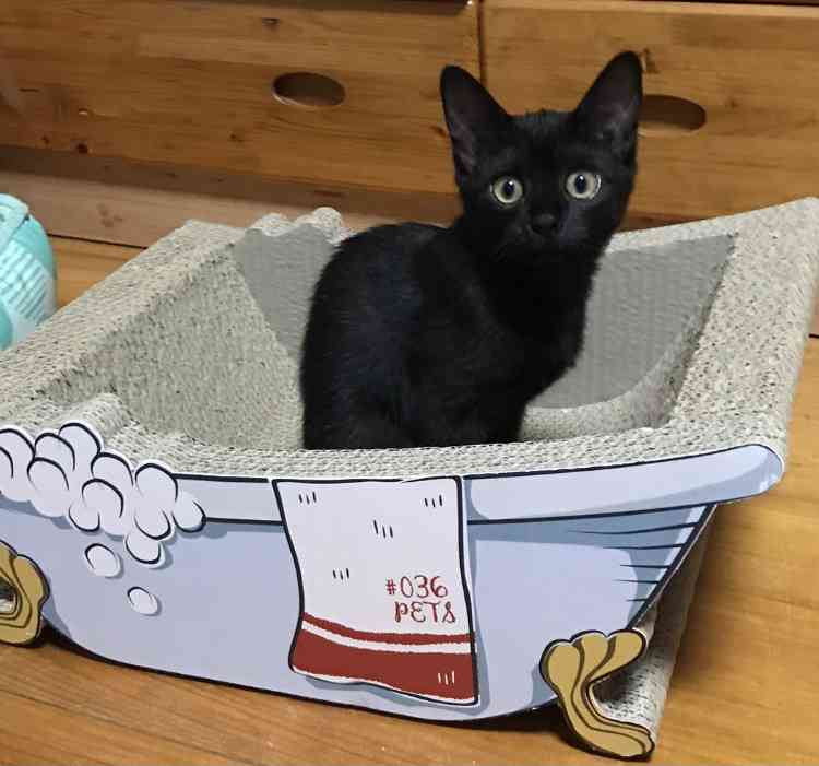 がるちゃん猫カフェ57号店 開店しました♪(初めての方も大歓迎!!)
