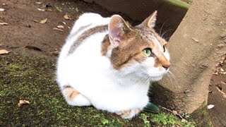 がるちゃん猫カフェ57号店 開店しました♪(初めての方も大歓迎!!)