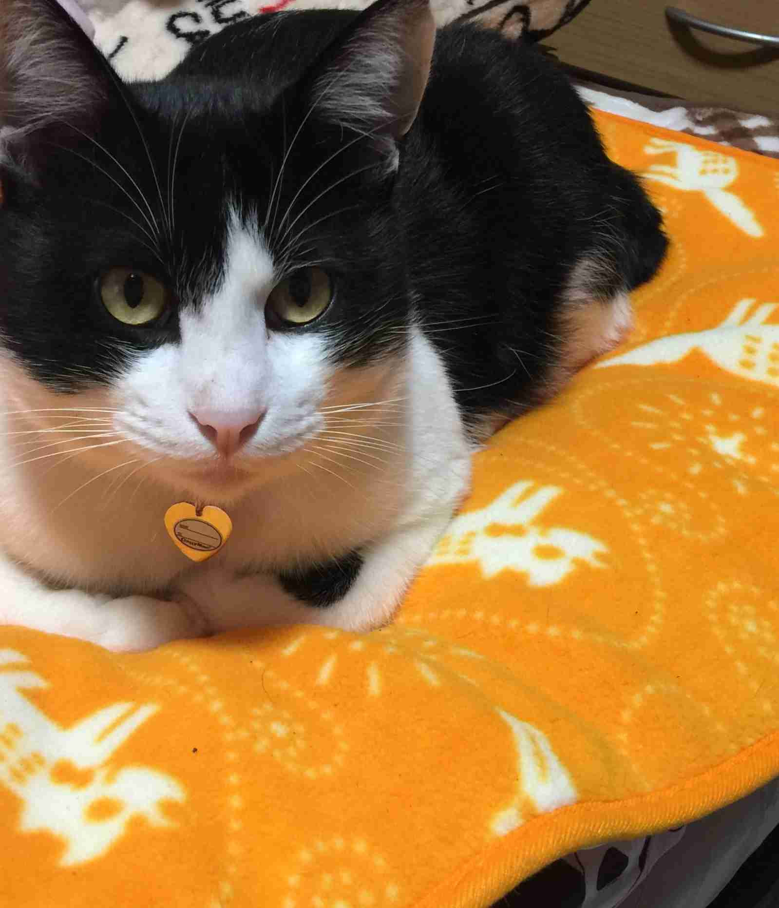 がるちゃん猫カフェ57号店 開店しました♪(初めての方も大歓迎!!)