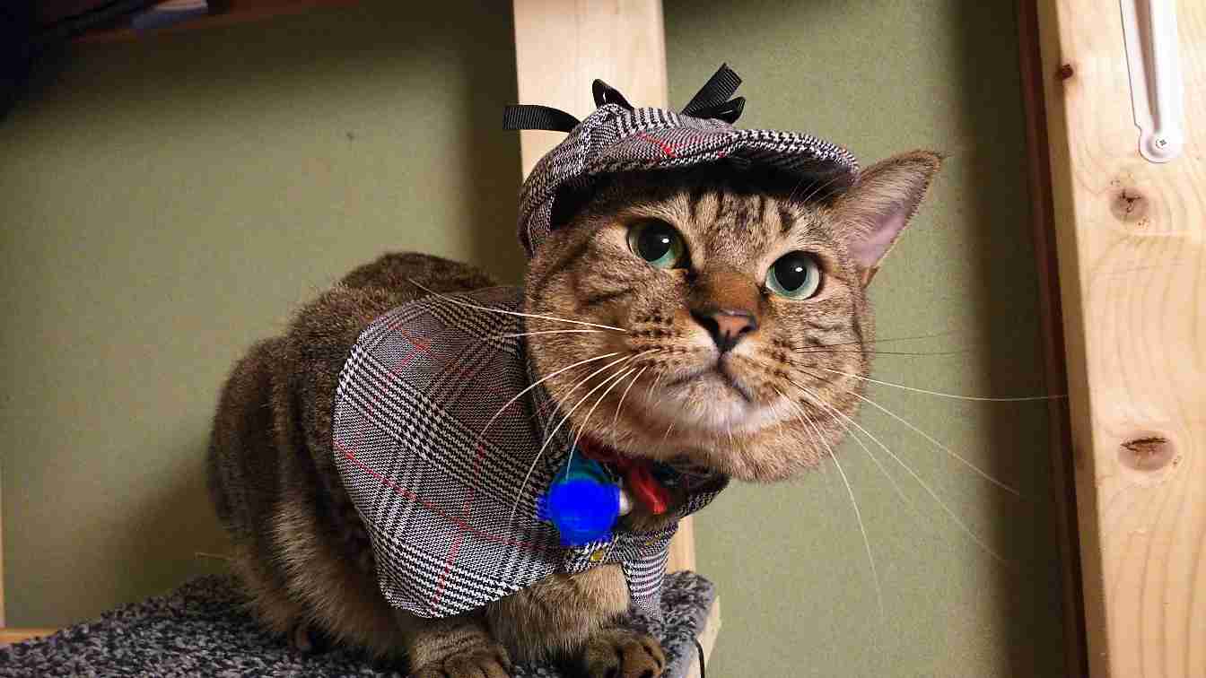 がるちゃん猫カフェ57号店 開店しました♪(初めての方も大歓迎!!)
