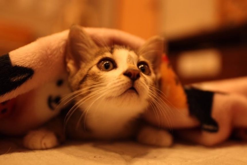 がるちゃん猫カフェ57号店 開店しました♪(初めての方も大歓迎!!)