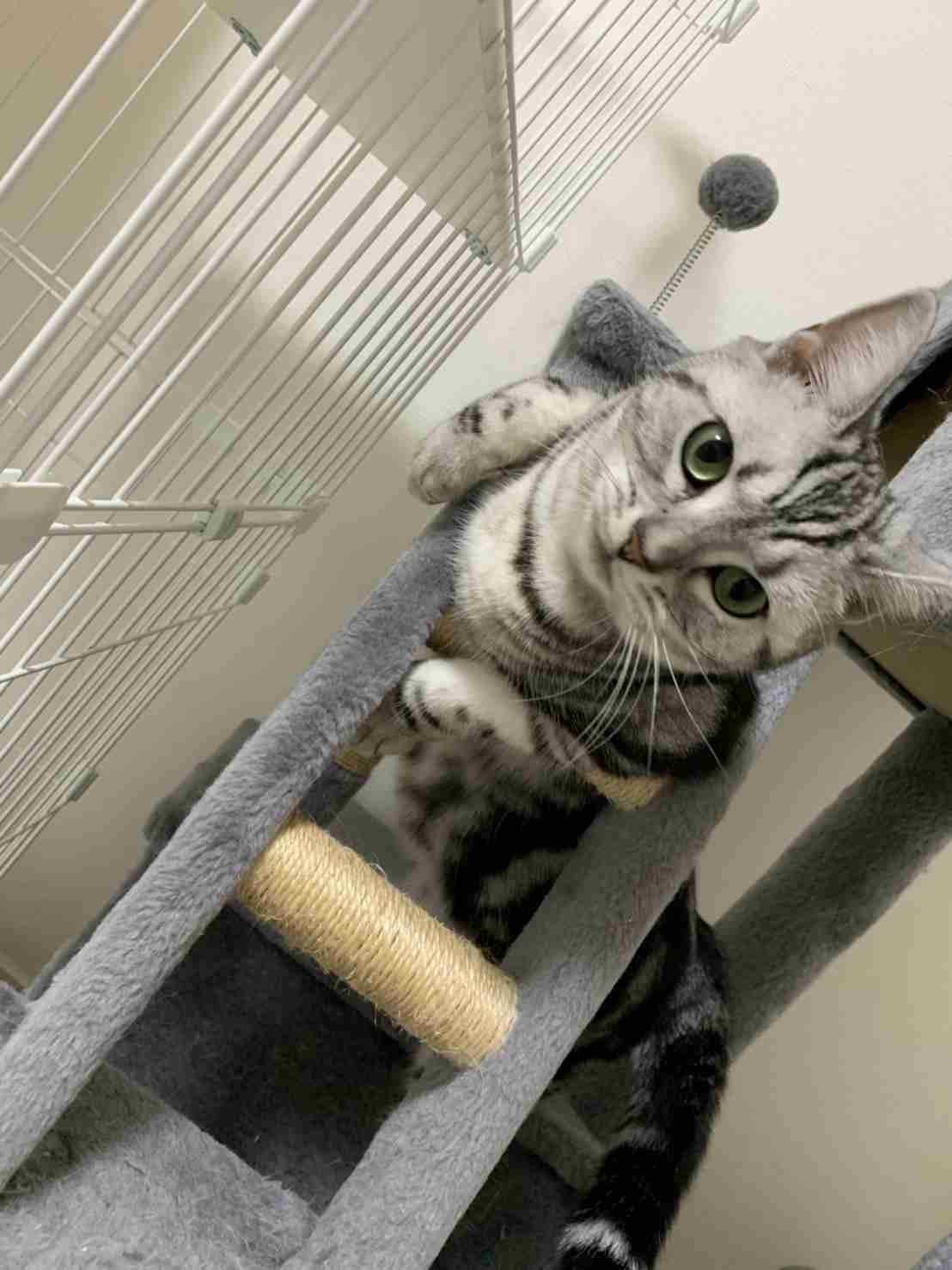 がるちゃん猫カフェ57号店 開店しました♪(初めての方も大歓迎!!)