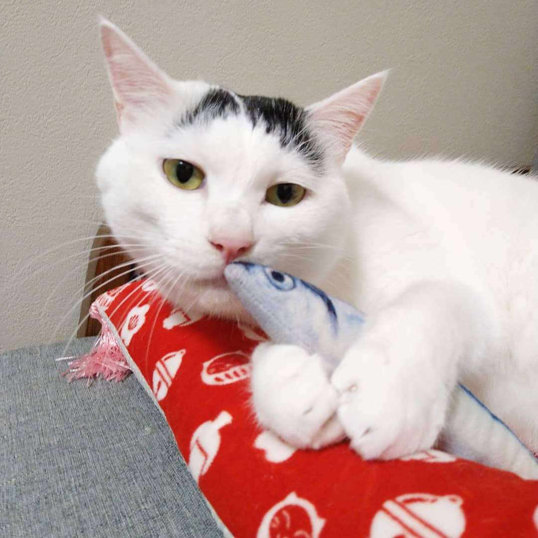 がるちゃん猫カフェ57号店 開店しました♪(初めての方も大歓迎!!)