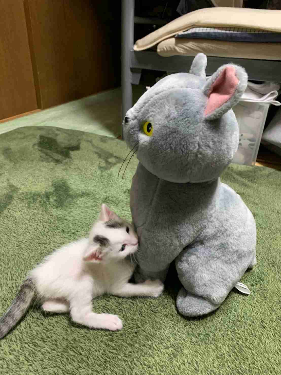 がるちゃん猫カフェ57号店 開店しました♪(初めての方も大歓迎!!)