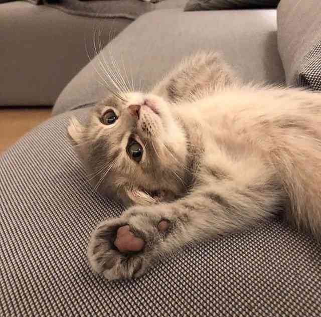 がるちゃん猫カフェ57号店 開店しました♪(初めての方も大歓迎!!)