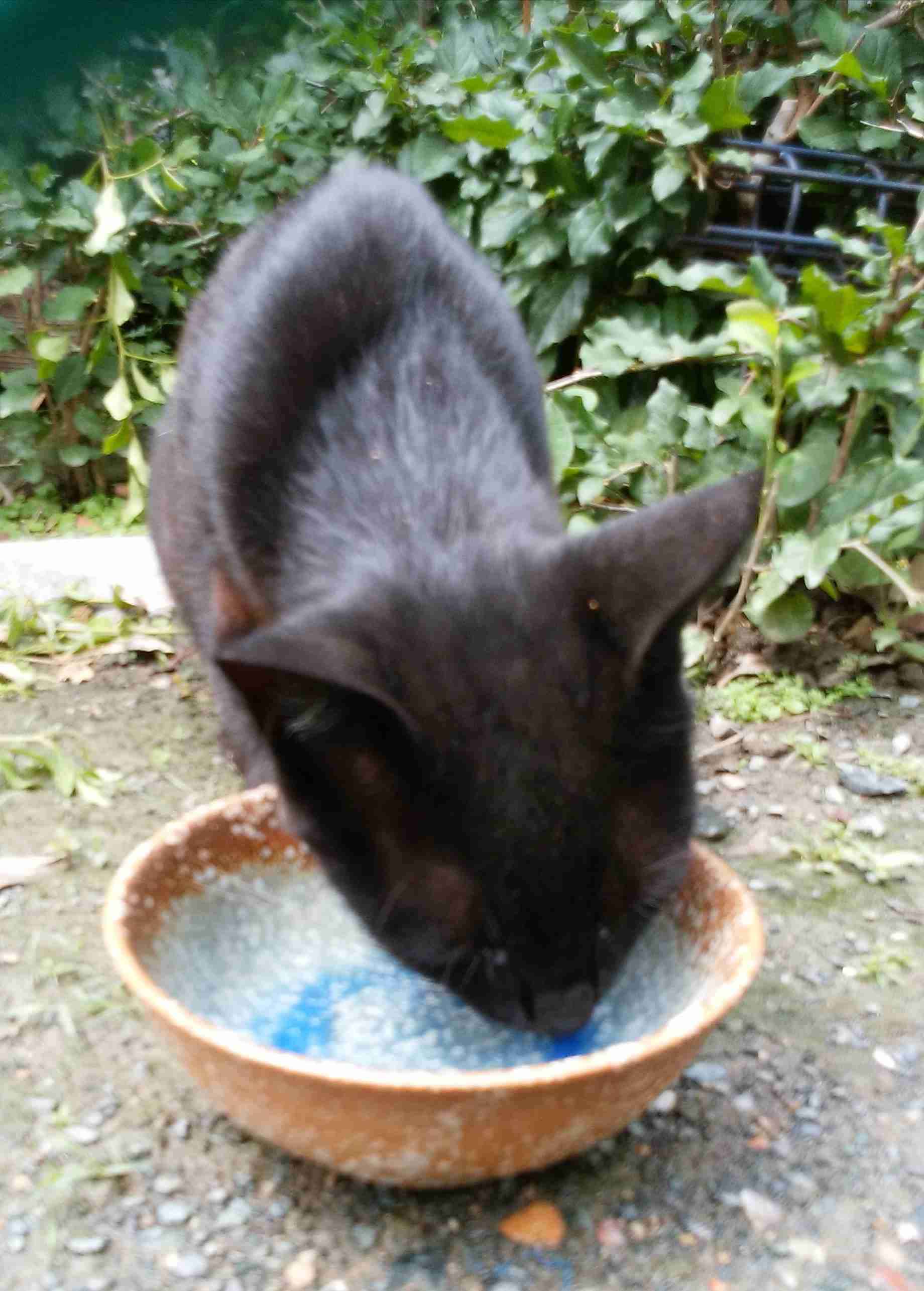 がるちゃん猫カフェ57号店 開店しました♪(初めての方も大歓迎!!)