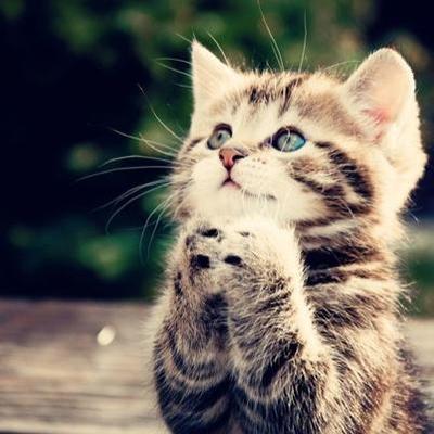 がるちゃん猫カフェ57号店 開店しました♪(初めての方も大歓迎!!)